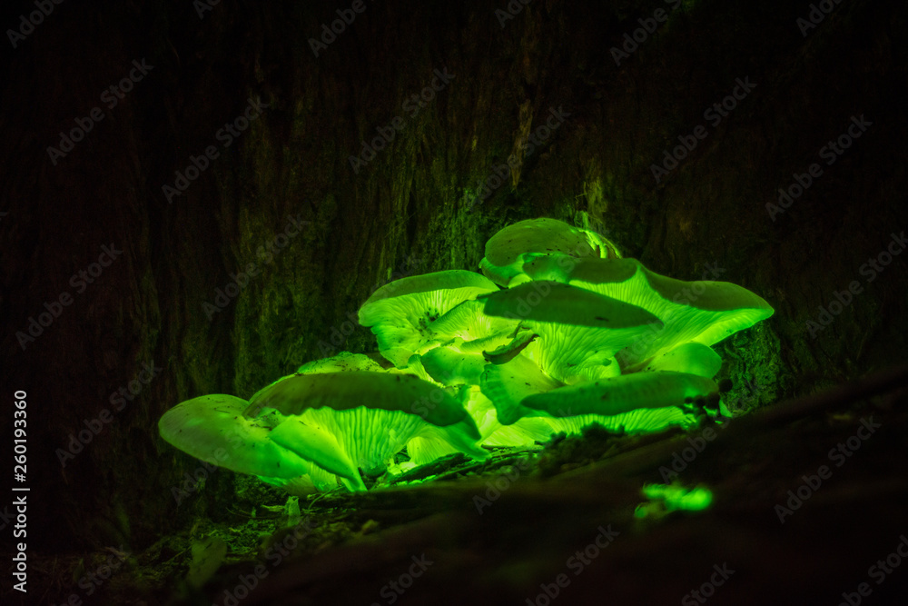 Bioluminescence Ghost mushroom (Omphalotus nidiformis ) Thirlmere Lakes N.P, SW Sydney ,Australia. - obrazy, fototapety, plakaty 