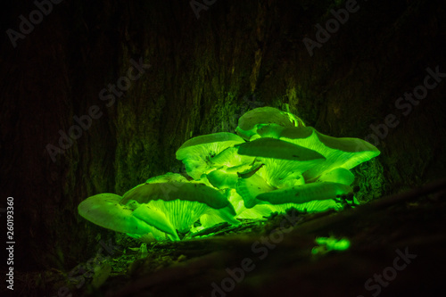 Cuadro en lienzo Bioluminescence Ghost mushroom (Omphalotus nidiformis ) Thirlmere Lakes N