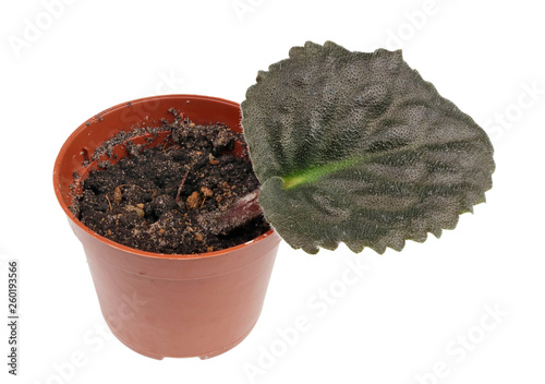 Young leavf of a indoor Violets  flower in a plastic pot with soil isolated macro photo