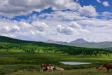 ?ows on grass on a background of mountains and the beautiful sky. Cows grazing on mountain meadow high. Summer landscape with cows grazing on fresh green mountain pastures, Altai.