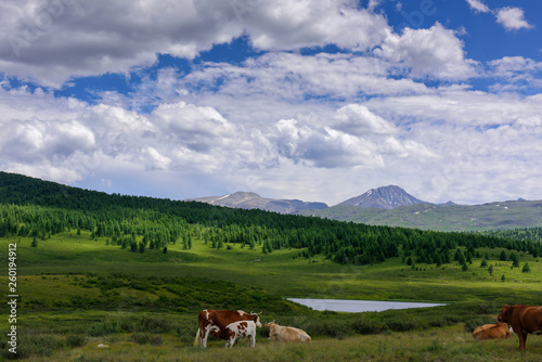 ?ows on grass on a background of mountains and the beautiful sky. Cows grazing on mountain meadow high. Summer landscape with cows grazing on fresh green mountain pastures, Altai. © exebiche