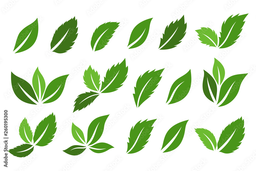Green leaves icons collection. Vector isolared decoration elements.
