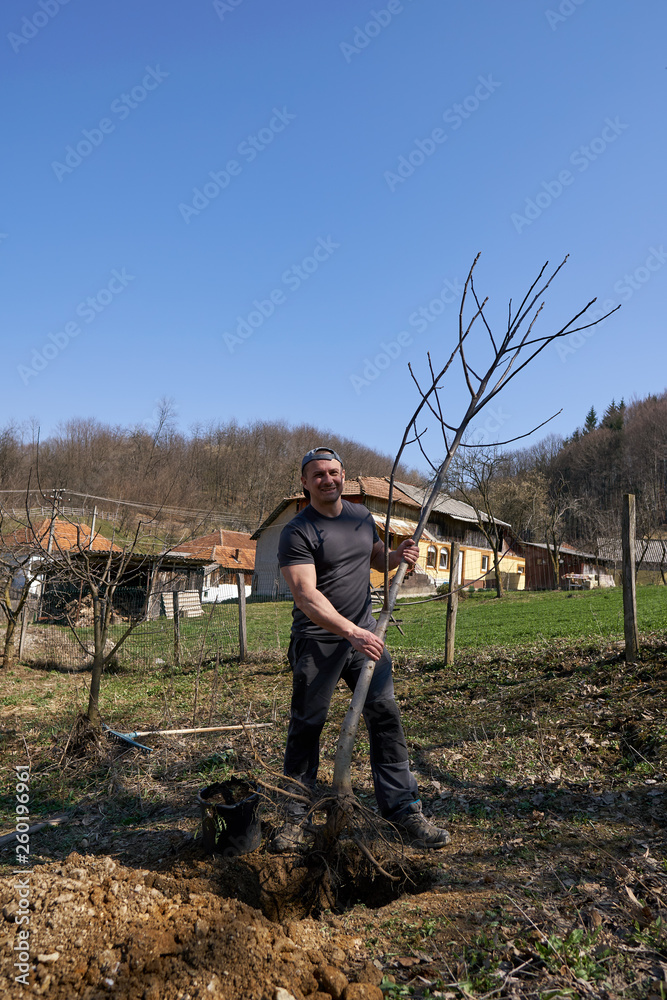 Naklejka premium Farmer planting walnut tree