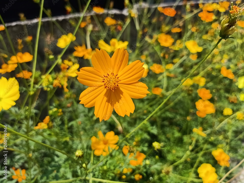 Yellow star flower Bloom in the park in Thailand10 Yellow star flower Bloom in the park in Thailand10