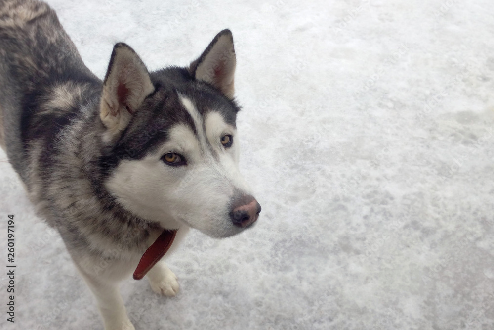 Sly Husky on the background of snow close-up, natural purebred dog