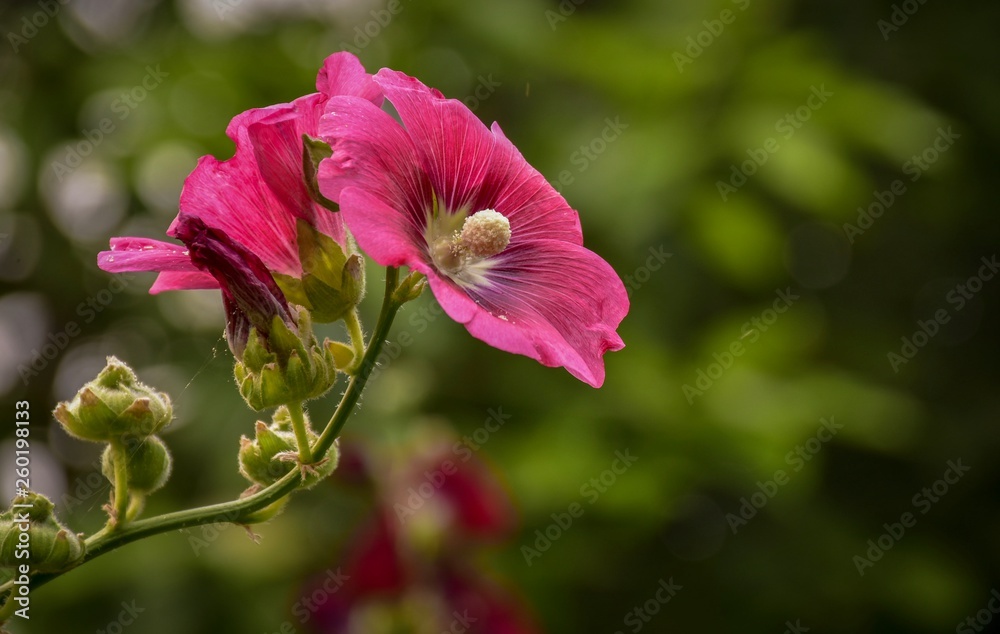Obraz premium Flowers in beautiful nature