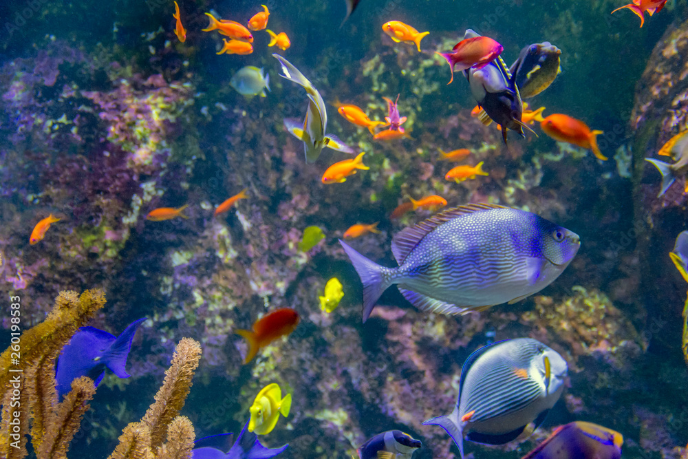 Obraz premium colorful reef fishes
