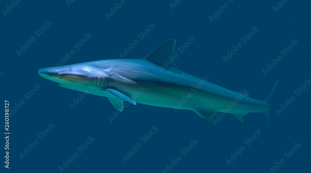 Naklejka premium swimming shark