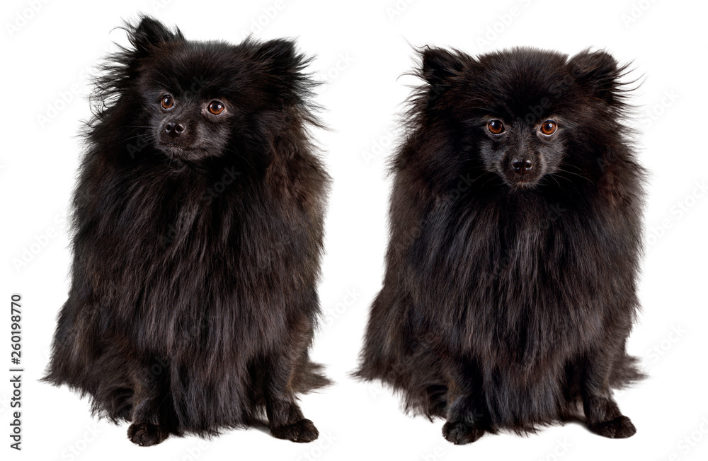 Obraz premium Collage of two black pomeranian spitz sitting.