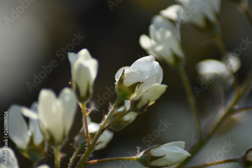 Blüten einer Felsenbirne (Amelanchier) photo