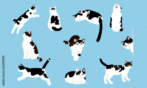 Tabby cats