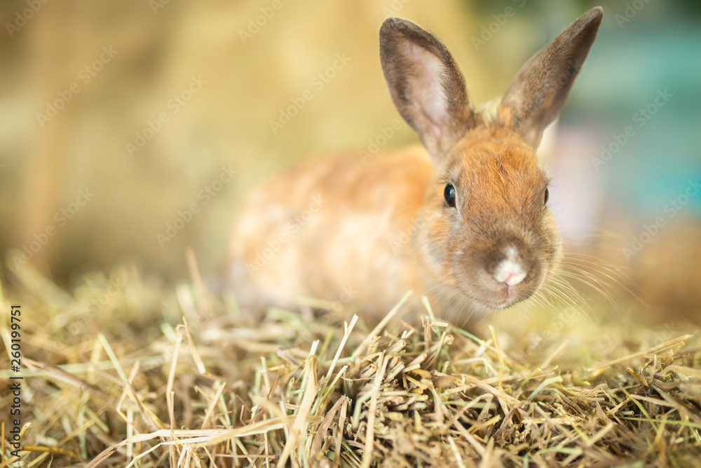 Easter. Adorable little rabbit Easter. Adorable little rabbit