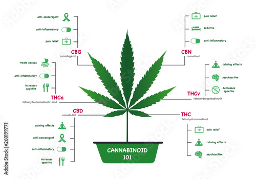 The benefits of healthy marijuana leaves cannabinoid 101