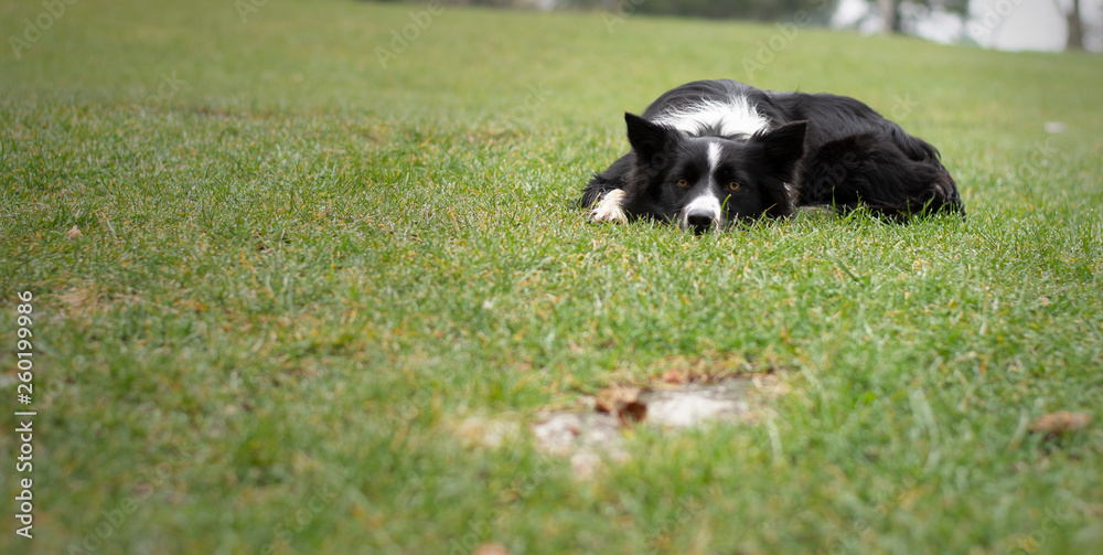 A border collie puppy relaxes in the woods