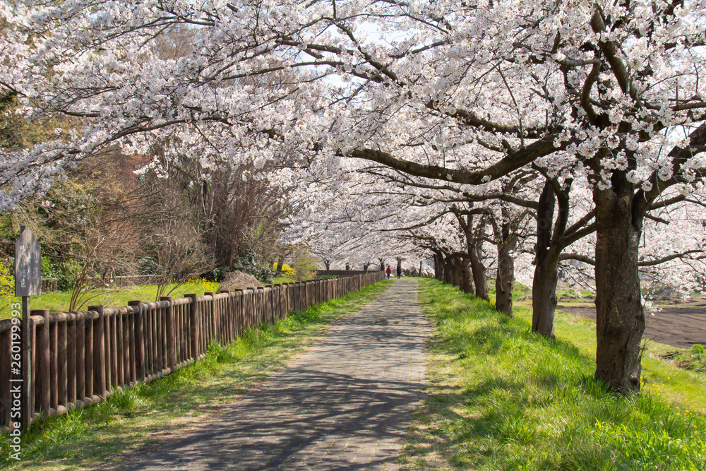 見沼田んぼ桜回廊の満開のソメイヨシノ