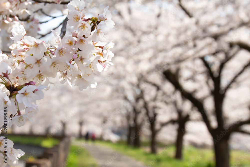 Obraz premium 満開の桜並木の花のクローズアップ