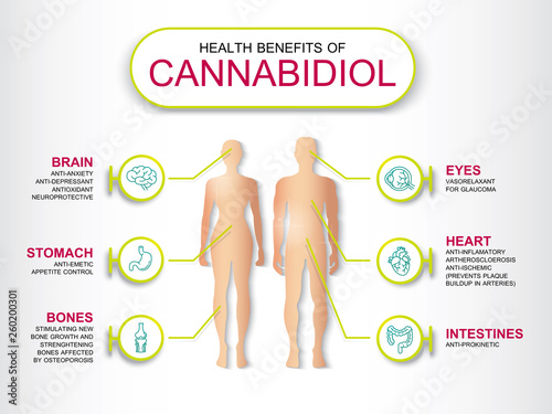 Health benefits of Cannabidiol CBD from cannabis,effect on human,vector infographic on white background.