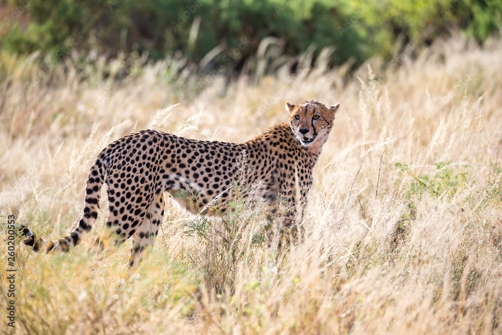 Fototapeta premium A cheetah in the grass in the savannah