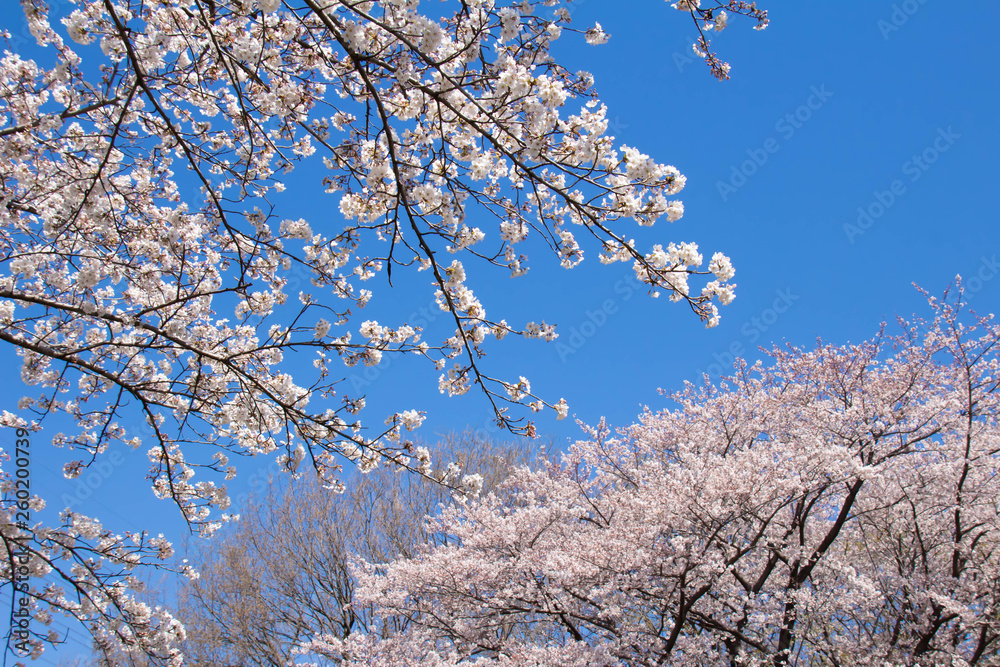 見上げる青空と満開の桜