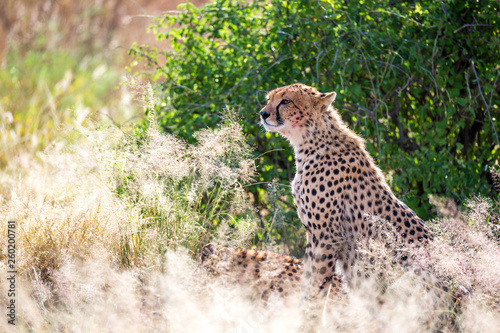 A cheetah in the grass in the savannah