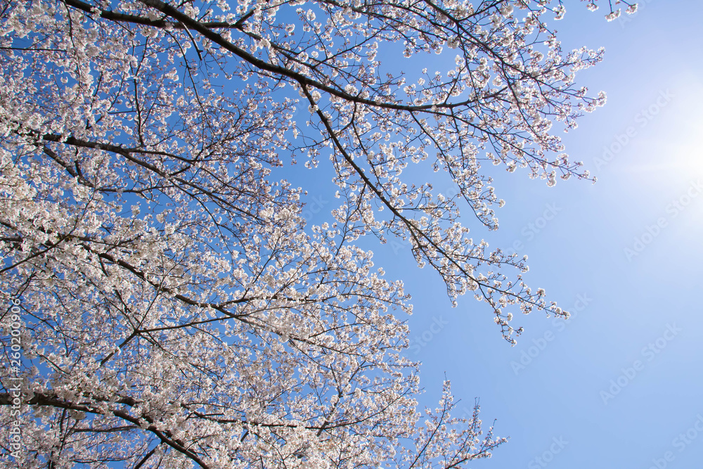 見上げる青空と満開の桜