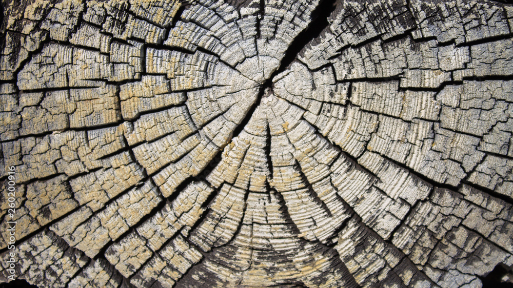 Fototapeta premium the texture of the saw cut old logs