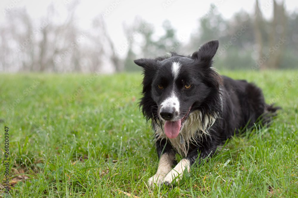 A wet puppy of border collie plays in the woods