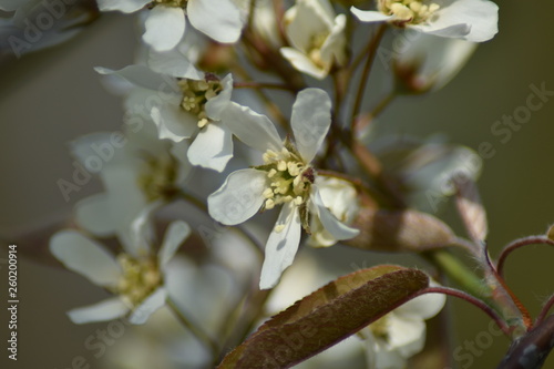 Blüten einer Felsenbirne (Amelanchier) photo