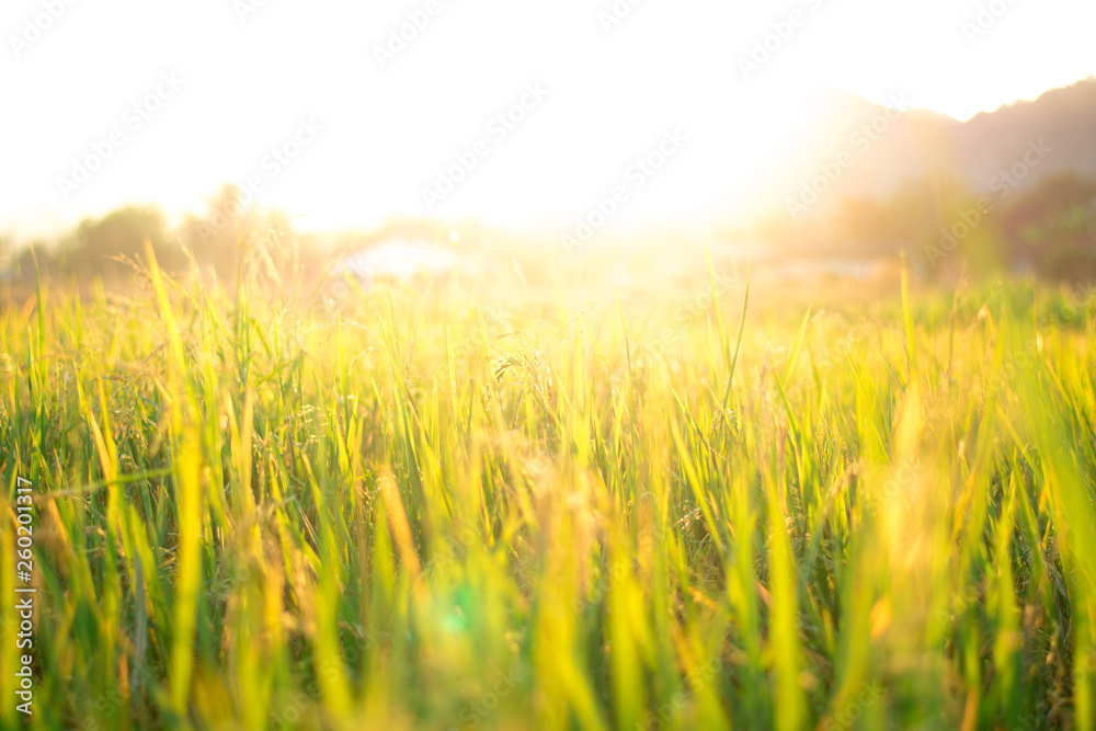 Rice crops are growing and the soil of the sun