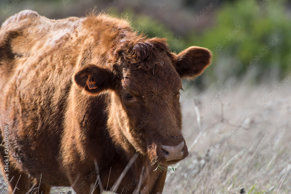 Close up of Red Dexter Cow, considered a rare breed, standing and chewing grass Close up of Red Dexter Cow, considered a rare breed, standing and chewing grass