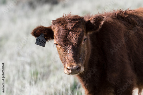 Close up of Red Dexter Cow, considered a rare breed, standing 