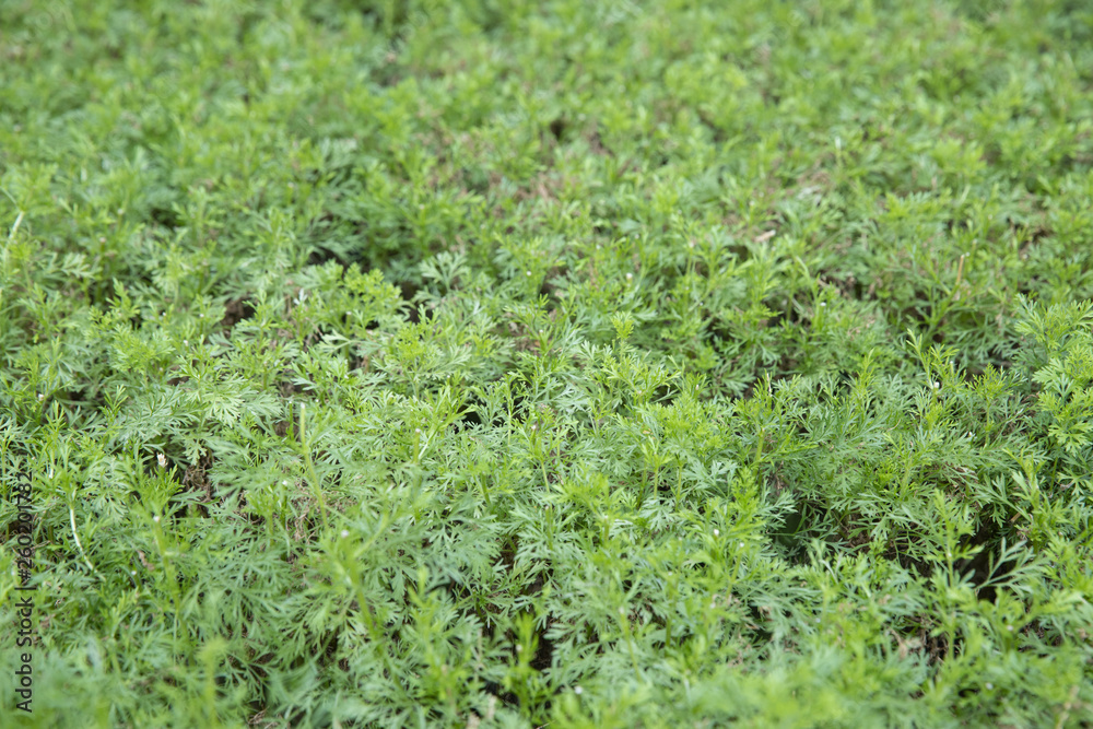 Closeup of natural small green leaves texture background. Closeup of natural small green leaves texture background.
