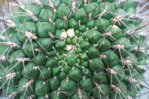 cactus in a botanical garden