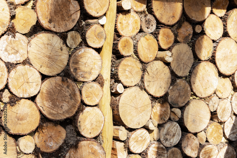 A large stack of pine logs stacked for collection from plantation. A large stack of pine logs stacked for collection from plantation.