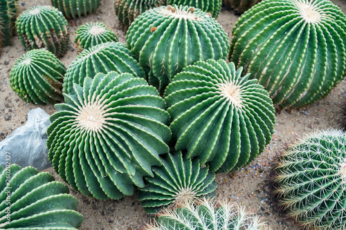 Foto cactus in a botanical garden