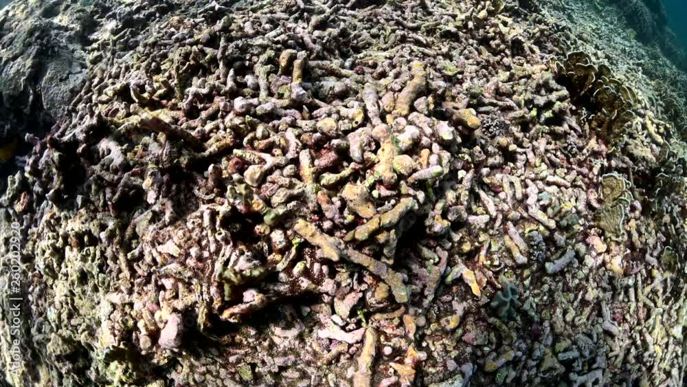 Dead coral fregment on seafloor, Myanmar Dead coral fregment on seafloor, Myanmar