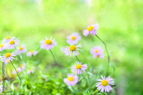 Beautiful Alpine daisies , asters in summer in a flower bed on a green background. Violet-lavender Alpine aster flowering in summer garden