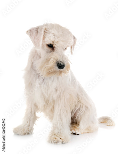 puppy white miniature schnauzer