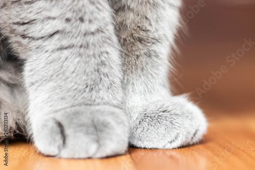 soft cat paws sitting photo