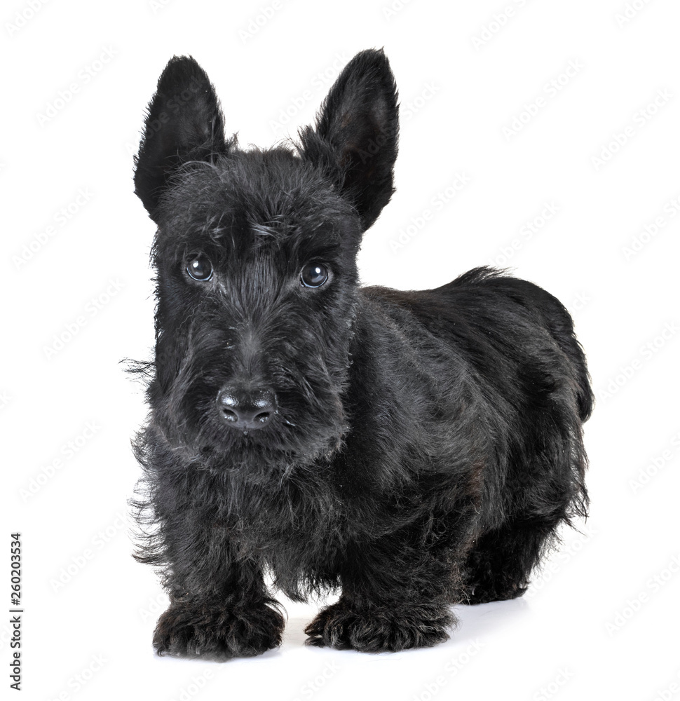 puppy scottish terrier - obrazy, fototapety, plakaty 