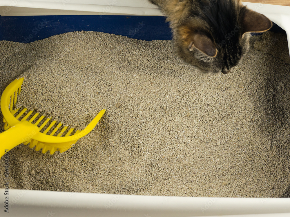 cleanliness and order in the cat tray the Cat looks in a clean tray