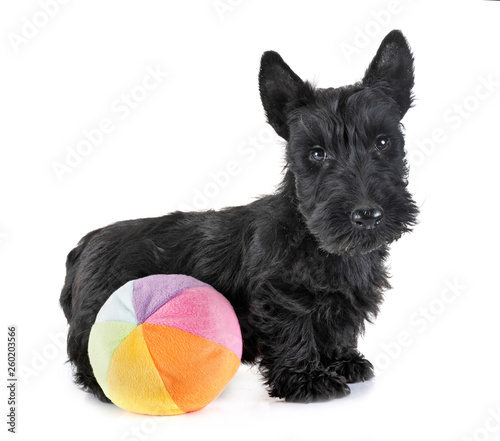 puppy scottish terrier photo