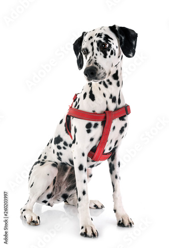 dalmatian in studio photo