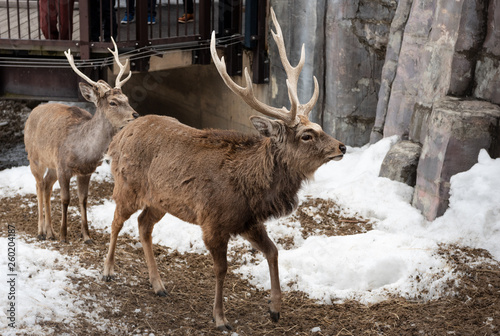 Asahikawa, Hokkaido, Japan MARCH 13 2019 : Sika Deer in Asahiyama zoo photo