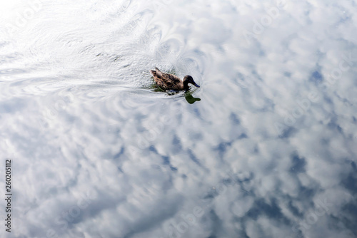 a wild duck swims along a lake reflecting the sky