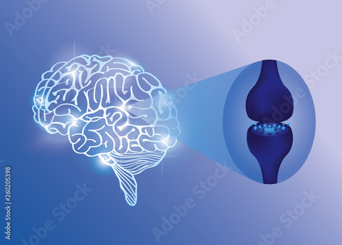 brain endocannabinoid system