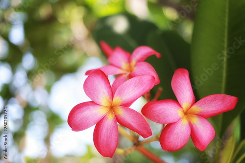 Pink frangipani flowers or Pink plumeria blooming on tree in the garden.