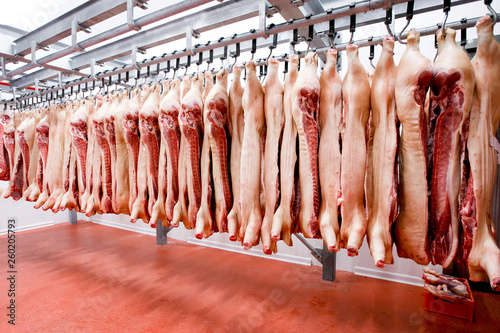 Arranged in a line of a raw pork meat hanging and and processing deposit in a refrigerator, in a meat factory.