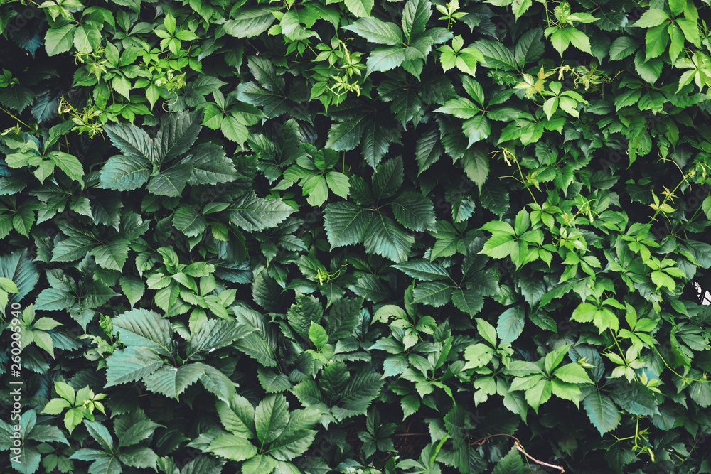 Hedge of big green leaves in spring. Green fence of parthenocissus henryana. Natural background of girlish grapes. Floral texture of parthenocissus inserta. Rich greenery. Plants in botanical garden. Hedge of big green leaves in spring. Green fence of parthenocissus henryana. Natural background of girlish grapes. Floral texture of parthenocissus inserta. Rich greenery. Plants in botanical garden.