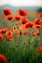 Papier peint photo Coquelicots Coquelicots sauvages de Chypre au printemps  © Evgeni
